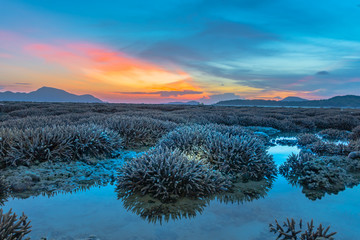 scenery sunrise above the coral reef. coral reef emerges from the water at a reduced water level..during low tide we can see a lot of coral reef and marine fishes around Rawai beach Phuket island.