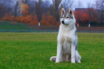 Dog breed Siberian husky