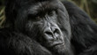 © photocech - Huge gorilla silverback close up portrait. Wild animal in the nature habitat. African wildlife.Big and charismatic gorilla leader. Mountain gorilla. Gorilla beringei beringei