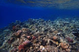 Fototapeta Do akwarium - coral reef in Egypt