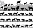 Silhouettes of bighorn sheeps, rams and lambs outdoors