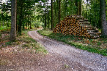 Pile of logs along path