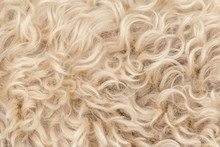 Irish Soft Coated Wheaten Terrier White And Brown Fur Wool