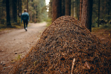 Close Up View Of Gigantic Ant Hill In Protected Area With Woman Walking Along Path In Background. Large Anthill In Summer Forest Among Trees. Nature, Environment, Flora And Fauna. Selective Focus