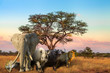 African Big Five: Leopard, Elephant, Black Rhino, Buffalo and Lion in savannah landscape at sunset light. Safari scene with wild animals. Wildlife background.