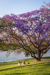 Two friends sit together under a blooming jacaranda tree in the afternoon sun