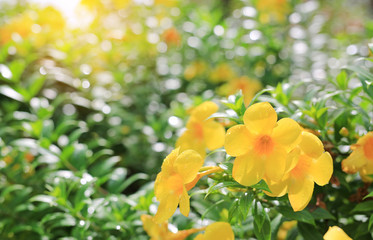 Canvas Print - Allamanda Flowers with rain drop under sunlight in the summer garden.