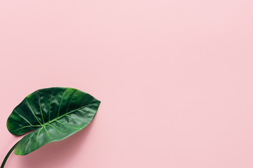 Wall Mural - top view of green palm leaf on pink, minimalistic concept