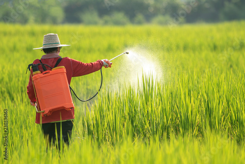 Fotomural A women farmer spraying pesticide on rice green field