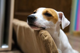 Fototapeta Zwierzęta - Portrait of a cute dog breed Jack Russell Terrier