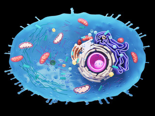 Wall Mural - 3d rendered illustration of a human cell cross-section