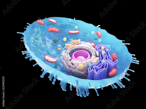3d rendered illustration of a human cell cross-section Poster Mural XXL