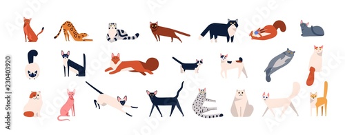 Bundle of adorable cats of various breeds sitting, lying, walking Tableau sur Toile