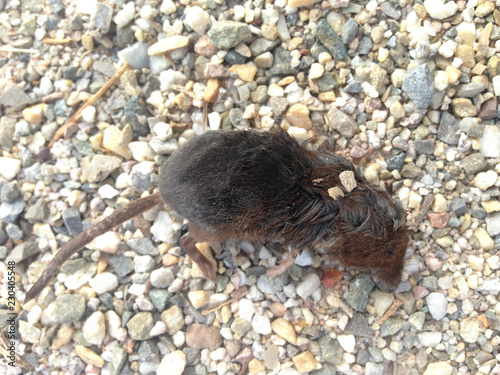 Fotografie, Obraz Kleine Spitzmaus, Feldspitzmaus, liegt tot auf einem Schotterweg