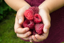 Raspberries In Hands
