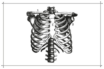 human skeleton chest ribcage anatomy black and white illustration with boarder
