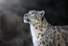 Snow Leopard Portrait Close Up On Dark Background
