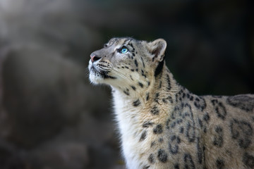 Snow leopard portrait close up on dark background