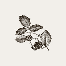 Blackberry. Vintage Hand Drawn Illustration Of Bramble Berries And Leaves. Vector Floral Graphic Elements Isolated On White