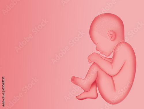 Fototapeta illustration of fetus for baby female