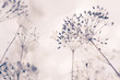 canvas print picture - Samen von wilder Pflanze mit hellem Hintergrund und weichem Effekt stille und reine Stimmung Winter