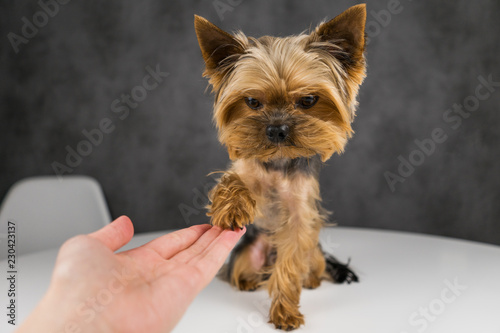 Dog Yorkshire Terrier Gives Paw Waving Paw Goodbye Buy This