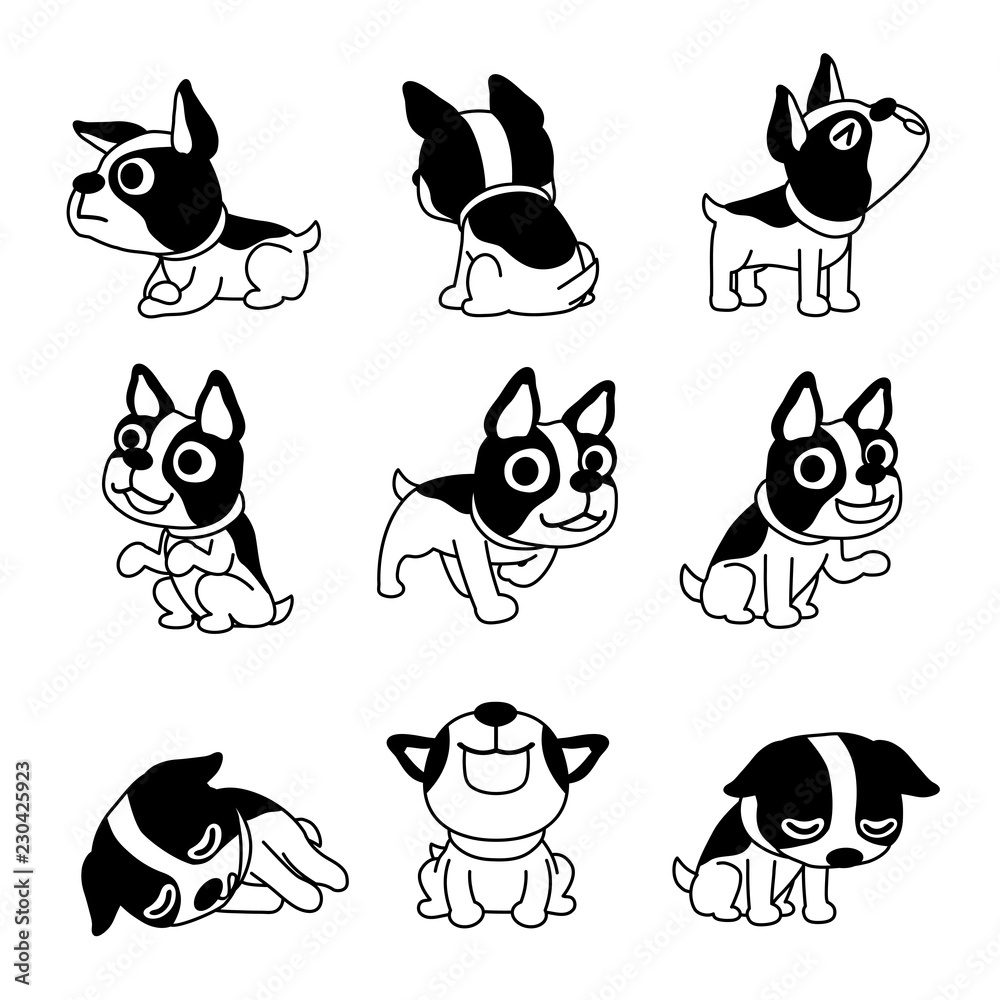 Vector cartoon character cute boston terrier dog poses for design. - obrazy, fototapety, plakaty 