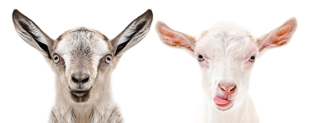 Wall Mural - Portrait of a serious and cheerful goats, isolated on white background