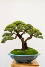 Bonsai Tree Isolated On White Background. Japanese TRAY PLANTING Or JAPANESE ART. Nature Concept