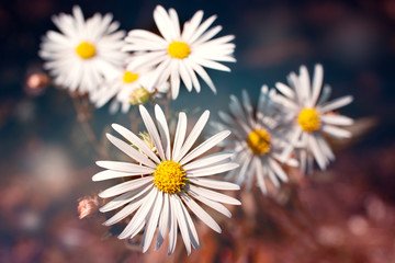 Wall Mural - White daisies on a blurred background. Macro. Daisy flowers on blurred bokeh background in spring and summer. Design using flowers in close-up. View from above.
