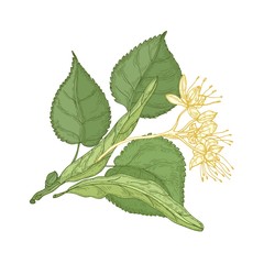 Poster - Gorgeous botanical drawing of linden sprig with leaves and tender blooming flowers. Gorgeous plant hand drawn on white background. Decorative design element. Natural realistic vector illustration.