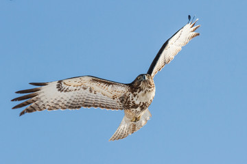 red-tailed hawk in flight with a clear blue sky