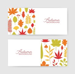 Wall Mural - Collection of autumn horizontal banner templates with fallen tree leaves on white background. Elegant seasonal natural backdrops. Flat colorful vector illustration for advertisement, promo.