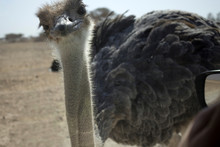 Ostrich In Desert Looking In The Car