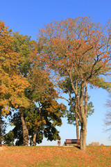 Wall Mural - trees with fall foliage on country park