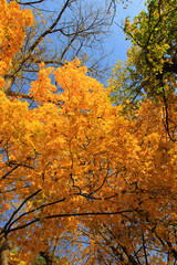 Wall Mural - trees with fall foliage on country park