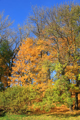 Wall Mural - trees with fall foliage on country park