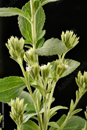 Stevia Rebaudiana Chanvre D Eau Plante A Sucre Herbe Douce Buy This Stock Photo And Explore Similar Images At Adobe Stock Adobe Stock