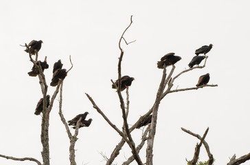 a large community group of turkey vultures roosting on a dead tree on an overcast day