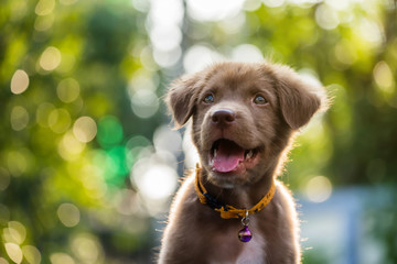 labrador retriever puppy with natural bokeh