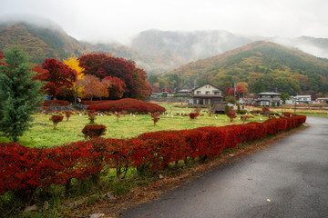 Wall Mural - Maple corridor in autumn, Kawaguchiko, Japan