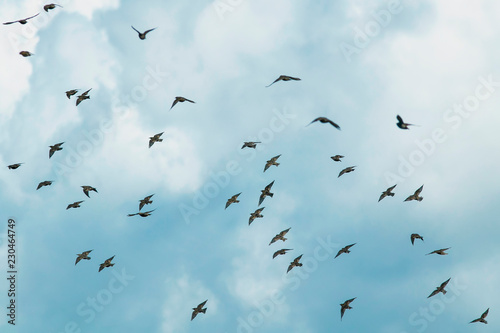 Fotografía natural with a large flock of black birds migrating starlings flies on blue sky