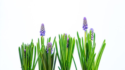 Wall Mural - Grape muscari hyacinth flower on a white background