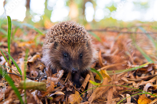 Photographie Hedgehog, wild, native, European hedgehog in colourful Autumn or Fall natural habitat with gold leaves