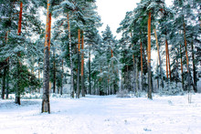 Pine Forest, Winter, Snow