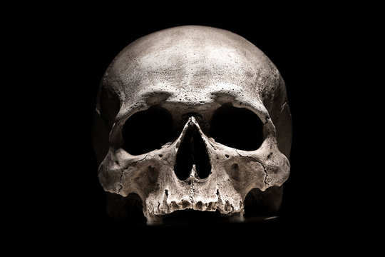 Wall Mural -  - Human skull on black background close up
