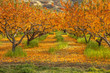 Apple orchard in autumn with orange fallen leaves