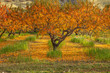Apple orchard in October with fallen leaves