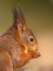 Canvas Print - Sideview head portrait of red squirrel on green background