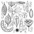 Hand drawn seedpods. Vector sketch  illustration.